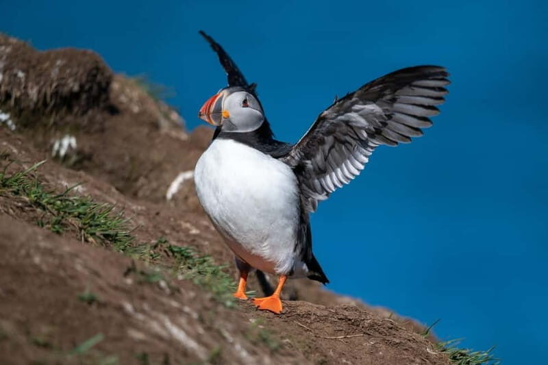 Puffin & Gufufoss Waterfall Tour from Seydisfjordur Port - Puffin & Gufufoss Waterfall Tour from Seydisfjordur Port