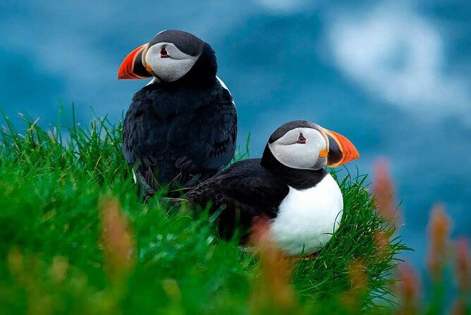 puffin-safari-boat-tour-2