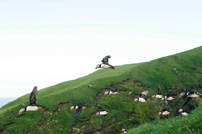 puffin-safari-boat-tour