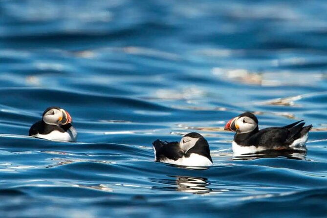 puffin-safari-boat-tour