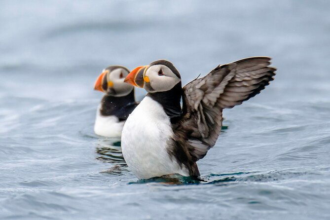 puffin-watching-speedboat-express