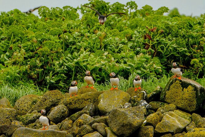 puffin-watching-speedboat-express