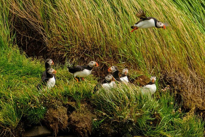 puffin-watching-speedboat-express