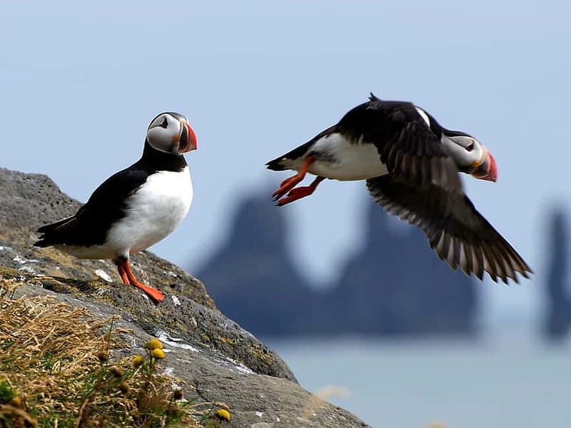 Puffin Watching Yacht Cruise from Downtown Reykjavík - What Makes This Tour Stand Out?