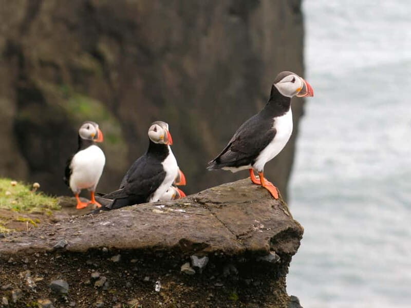 Puffin Watching Yacht Cruise from Downtown Reykjavík - The Itinerary and What to Expect