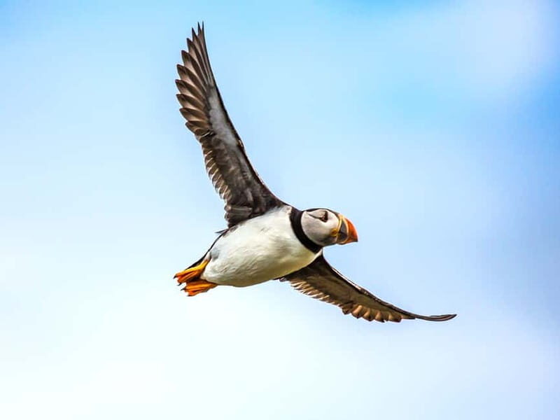 Puffin Watching Yacht Cruise from Downtown Reykjavík - Practical Tips for Travelers