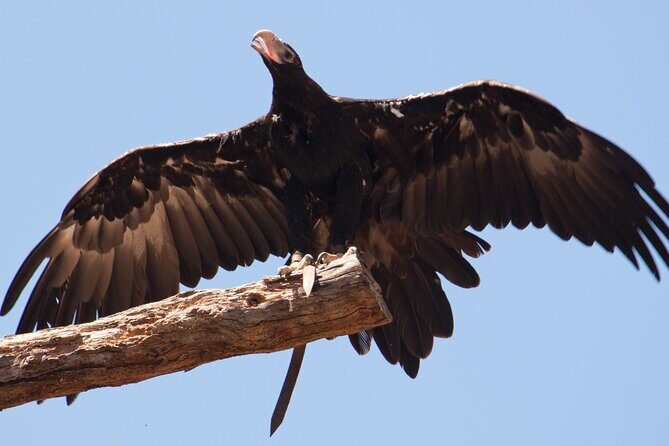 Puffing Billy And Healesville Sanctuary Scenic Tour - Return to Melbourne