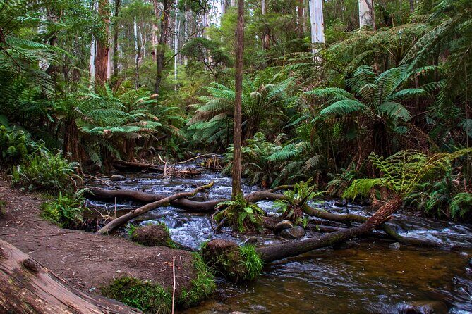 Puffing Billy, Forest Trails and Yarra Valley Discovery Tour - Final Thoughts