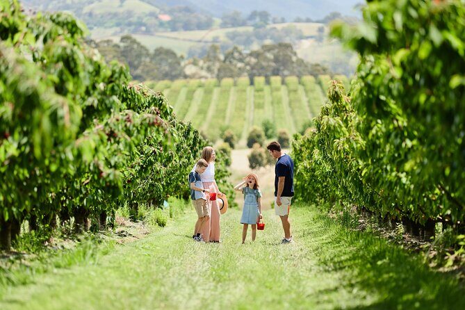 Puffing Billy Steam Train & Cherry Picking Tour from Melbourne - Who is This Tour Best For?
