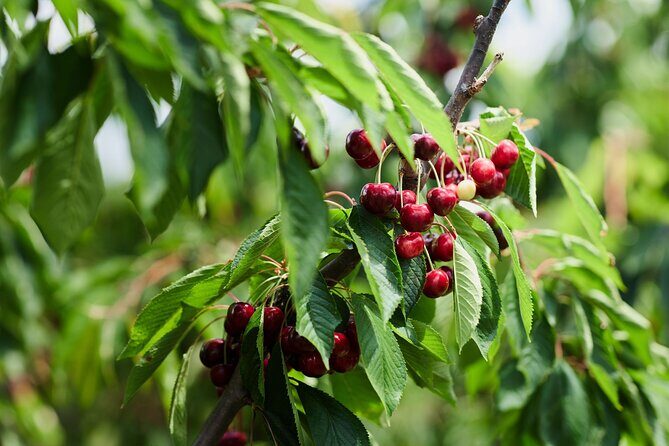 Puffing Billy Steam Train & Cherry Picking Tour from Melbourne - FAQ