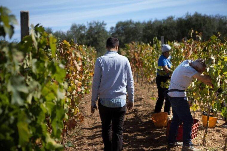 puglia-bari-primitive-wine-tasting-in-gioia-del-colle
