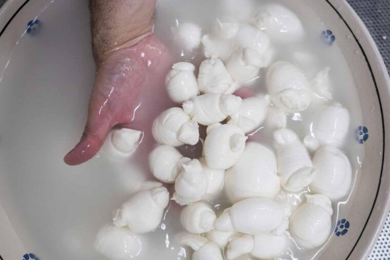 puglia-masseria-seppunisi-tour-cheese-burrata-tasting