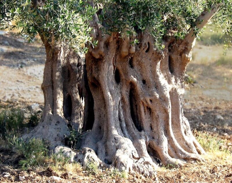puglia-olive-oil-tasting-experience-with-olive-grove-walk-2