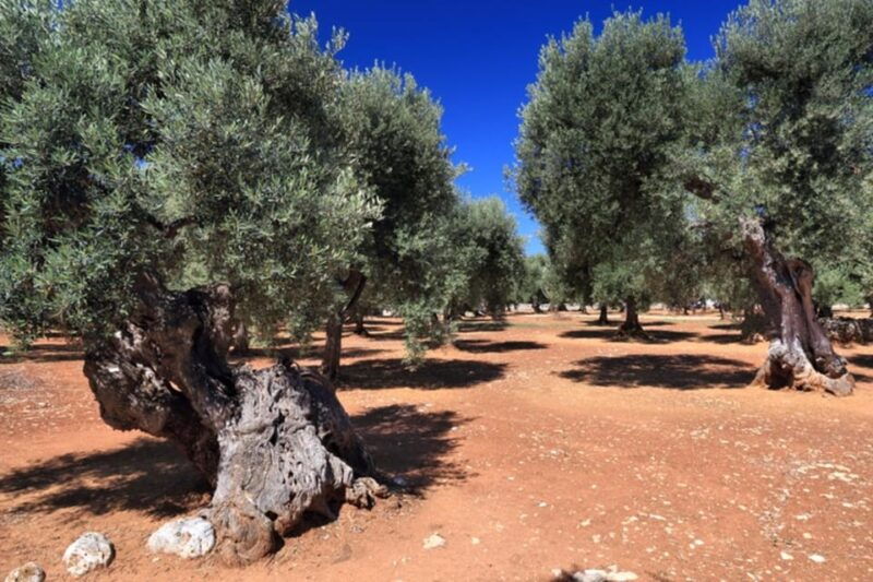 puglia-olive-oil-tasting-experience-with-olive-grove-walk-2