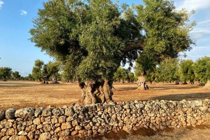 puglia-olive-oil-tasting-experience-with-olive-grove-walk