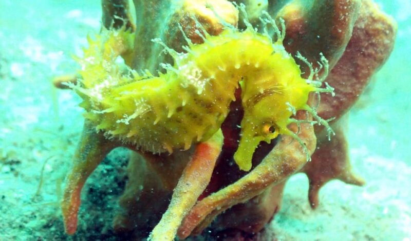 pula-2-5-hour-snorkelling-experience