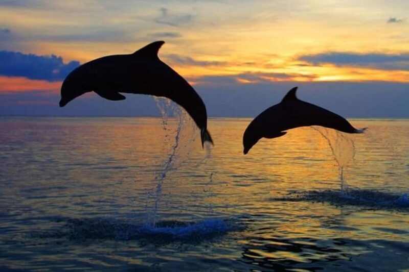 Pula: Boat Dolphin tour and Romantic Sunset at N.P. Brijuni - Pula: Boat Dolphin Tour and Romantic Sunset at N.P. Brijuni