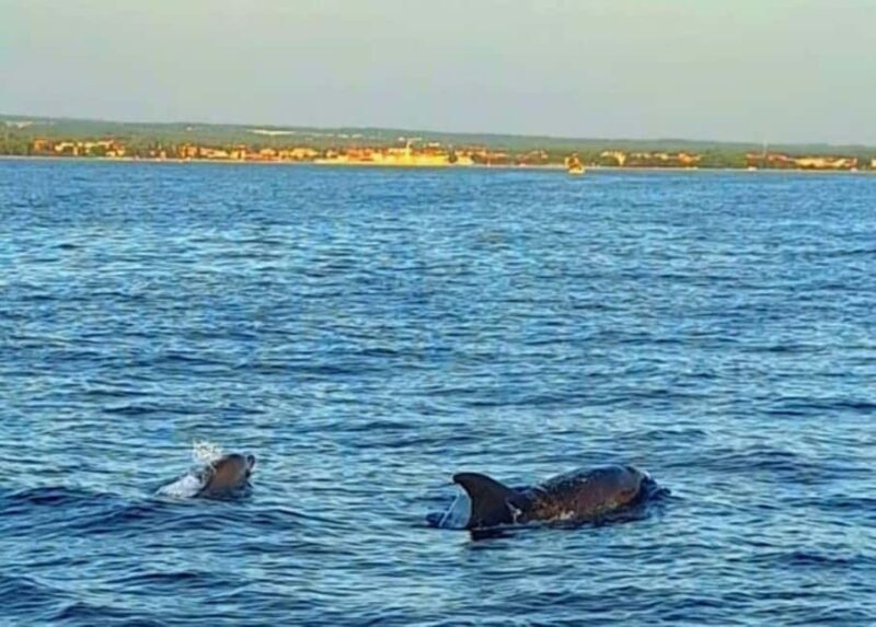 Pula: Boat Tour with Swimming and Snorkeling - Key Points