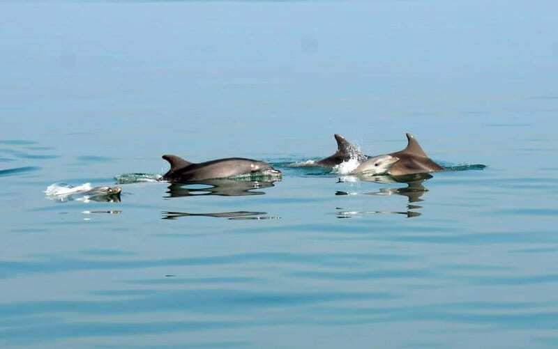 Pula: Brijuni Dolphin Watching cruise with Dinner & Sunset - An In-Depth Look at the Experience