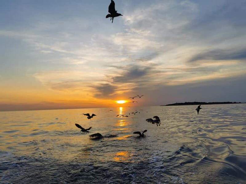 Pula: Brijuni Dolphin Watching cruise with Dinner & Sunset - Who Will Love This Tour?