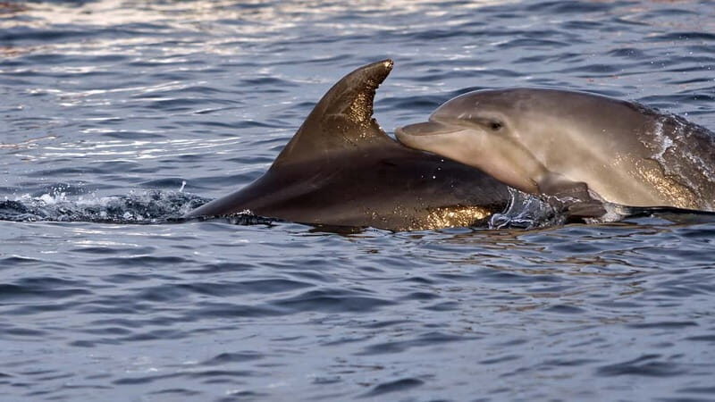 Pula: Brijuni Dolphin Watching cruise with Dinner & Sunset - FAQ