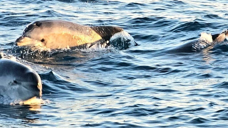 Pula: Brijuni National Park Dolphin Watching Tour w/Dinner - Key Points