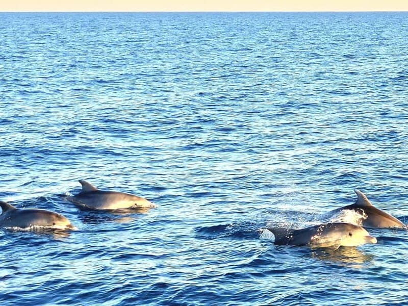 Pula: Brijuni National Park Dolphin Watching Tour w/Dinner - The Experience in Detail
