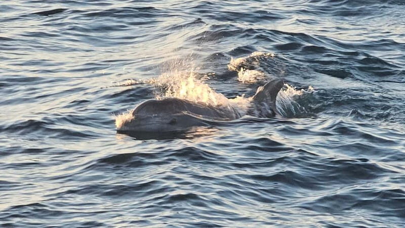 Pula: Brijuni National Park Dolphin Watching Tour w/Dinner - Why This Tour Offers Great Value