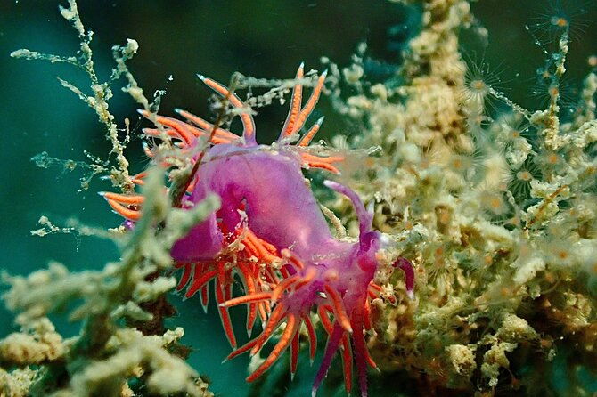 pula-discover-scuba-diving-package