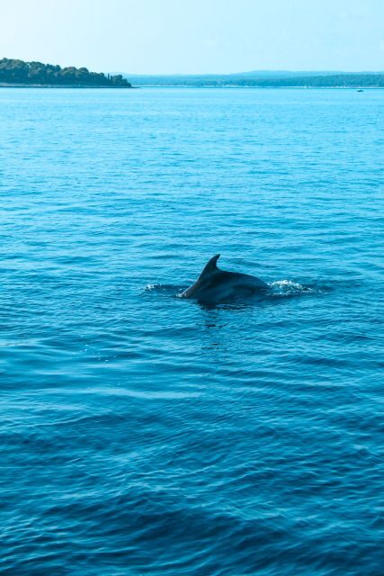 Pula: Dolphin and Sunset Watching with Dinner and Drinks - Introduction: What This Cruise Offers