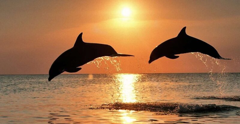 Pula: Dolphin and Sunset Watching with Dinner and Drinks - The Itinerary in Detail: What to Expect