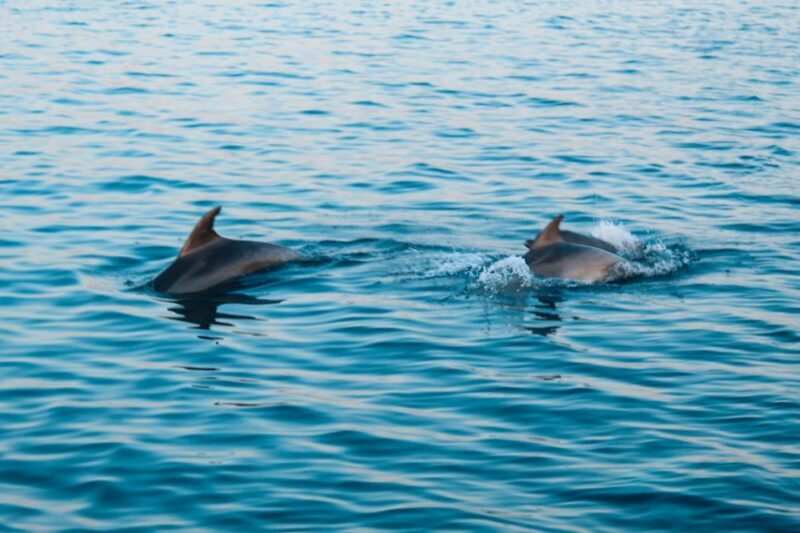 Pula: Dolphin and Sunset Watching with Dinner and Drinks - What We Learned from Reviews: Authentic Insights