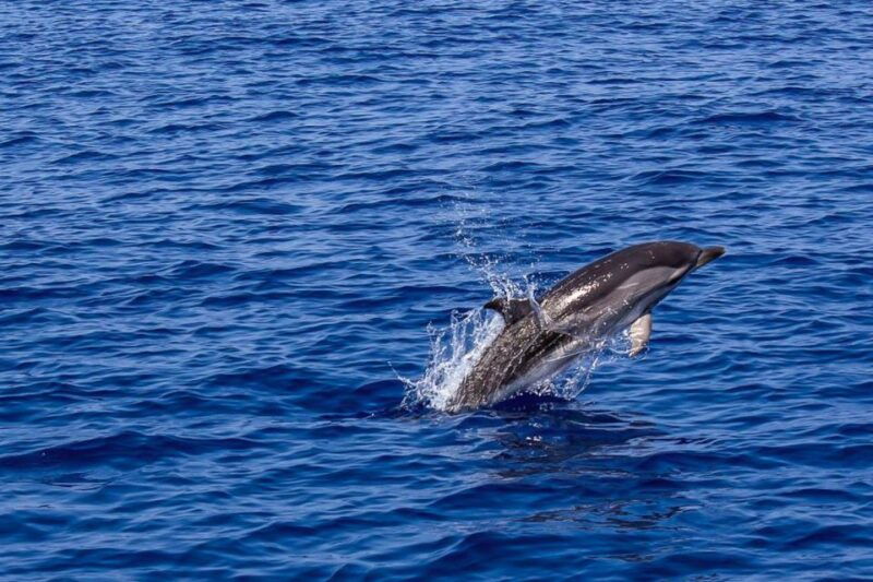 pula-dolphin-watching-sunset-cruise-with-dinner-drinks