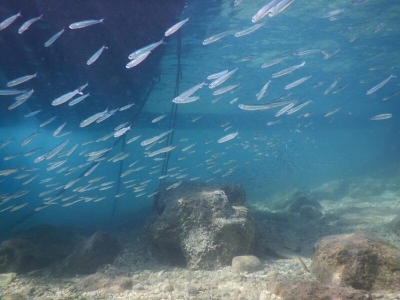 pula-introduction-to-scuba-diving-for-kids-age-8-10