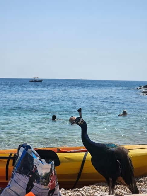 Pula: Kayak Tour to Island St. Jerolim and Kozada - An In-Depth Look at the Kayak Tour Experience