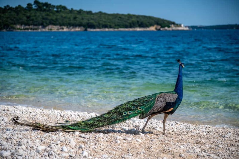 Pula: National Park Brijuni Cruise with Lunch and Drinks - Authentic Feedback from Travelers
