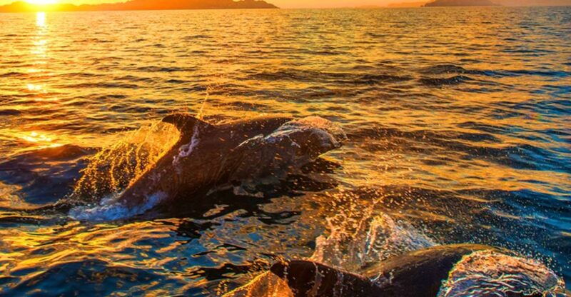 pula-national-park-brijuni-dolphin-cruise-with-dinner