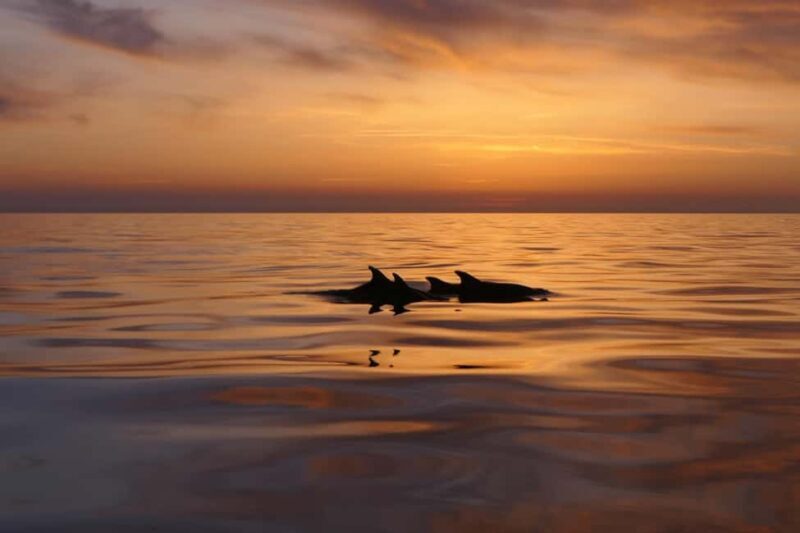 Pula: Private Sunset Boat Trip with Dolphins - Who Will Appreciate This Experience