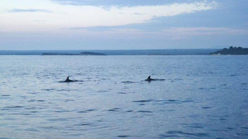 pulafantastic-dolphin-sunset-tourdinner-drinks-brijuni