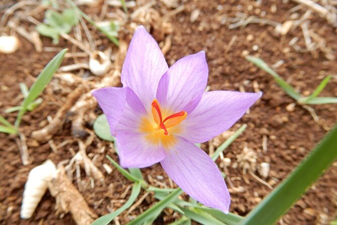 pulo-di-altamura-excursion-in-the-alta-murgia-national-park