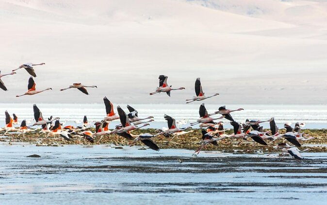 puna-salt-flats-full-day-tour-san-pedro-de-atacama-must-visit