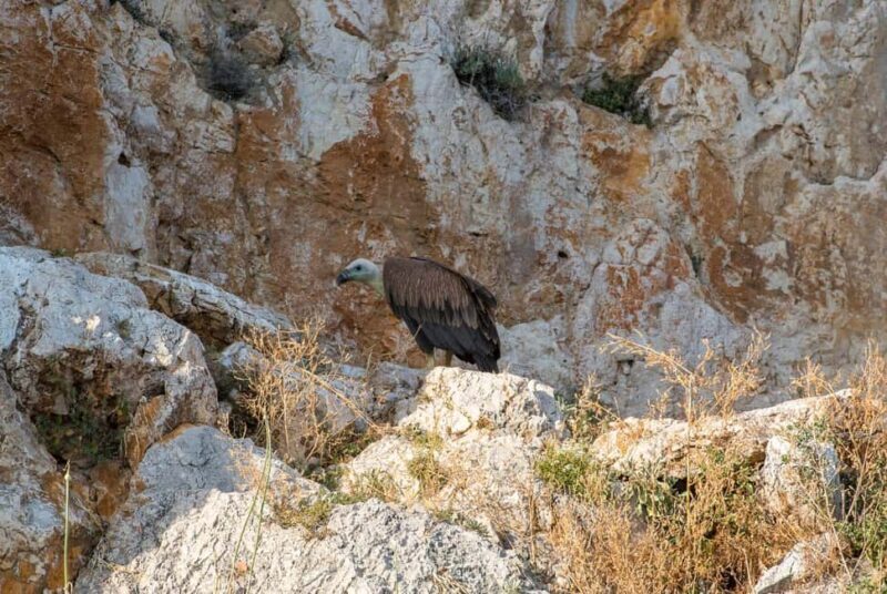Punat-Krk, Cruise and swim at Golden Beach and Blue cave. - Key Points