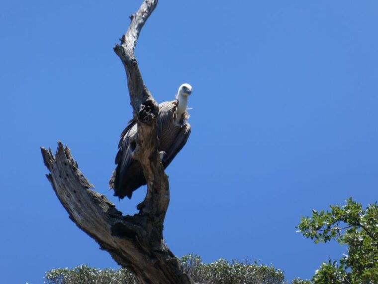punat-stara-baska-wild-bays-private-3-5-hour-trip