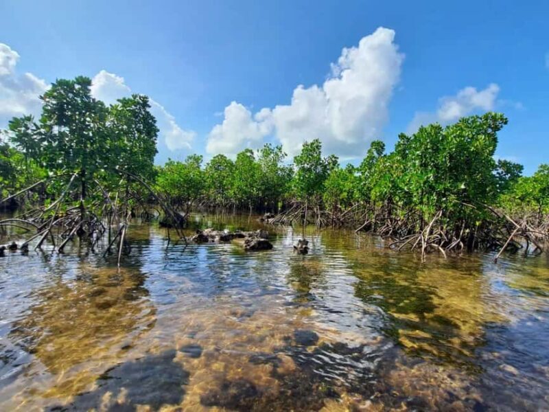 Pungume island, Pungume beach, sandbank BBQ and snorkeling - An In-Depth Look at the Pungume Island Tour