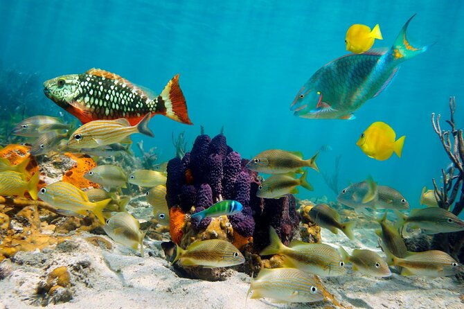 punta-cana-booze-cruise-snorkeling-sand-bar-with-entertainment