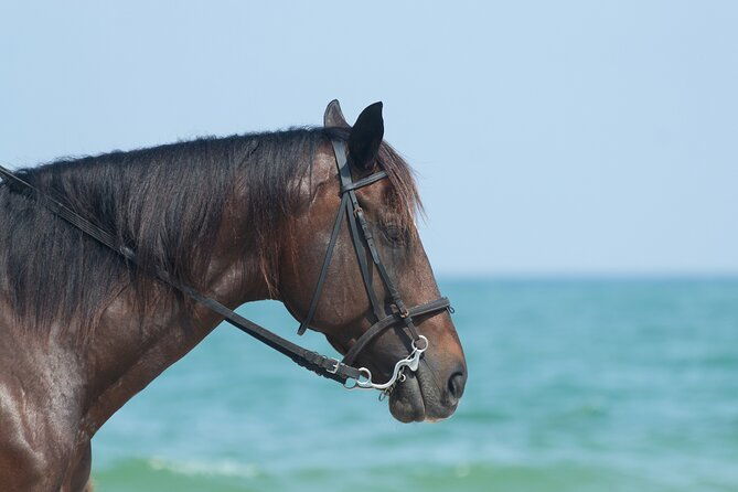 punta-cana-horseback-riding-adventure