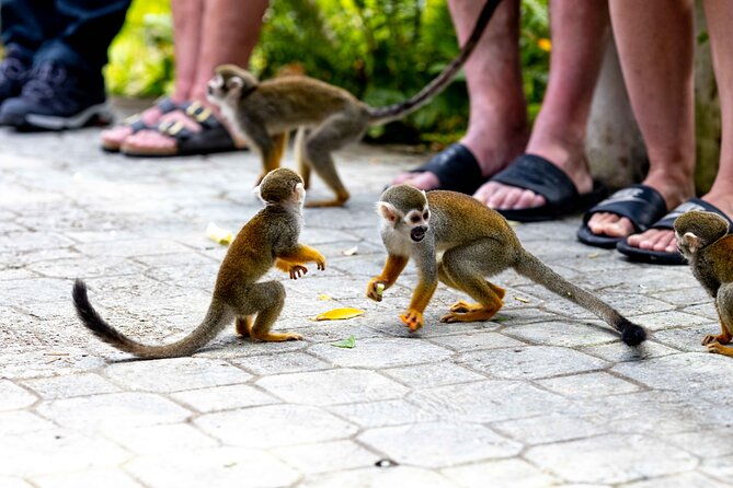 punta-cana-monkeyland-and-zipline-two-adventures-in-one-day