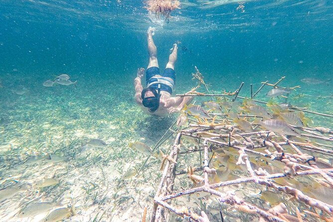 punta-cana-private-cruise-up-to-10-snorkeling-seafood-lunch