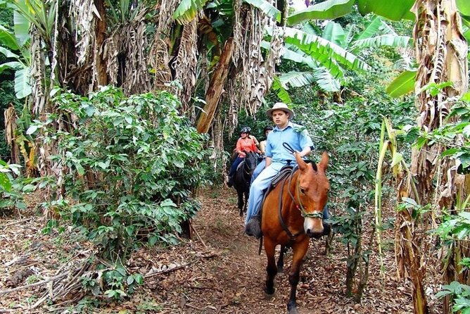 punta-cana-samana-el-limon-waterfall-tour-with-lunch