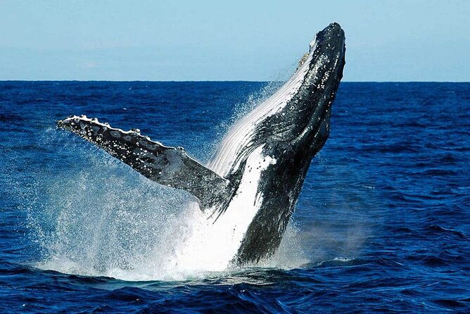 punta-cana-samana-excursions-jump-the-limon-island-bacardi